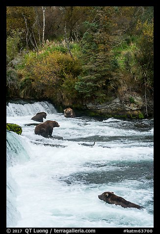 Grizzly Bears gathered at Brooks Falls. Katmai National Park (color)