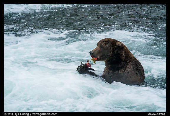 Brown Bear eating salmon, Brooks River. Katmai National Park (color)