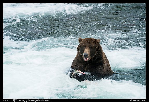 Grizzly Bear eating a salmon, Brooks River. Katmai National Park (color)