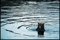 Bear and ripples, Brooks River. Katmai National Park ( color)