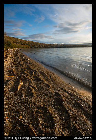 Naknek Lake shore with huge bear footprints. Katmai National Park (color)