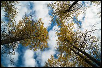 Looking up cottonwoods trees in autumn. Katmai National Park, Alaska, USA.