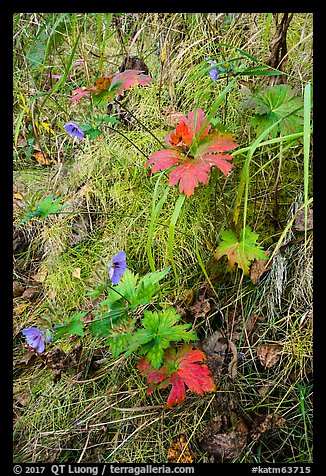 Wildflowers and leaves in autumn color. Katmai National Park, Alaska, USA.