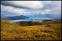 Autum colors on tundra above Naknek Lake. Katmai National Park ( color)