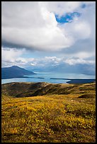 Tundra in fall colors above Naknek Lake. Katmai National Park, Alaska, USA.