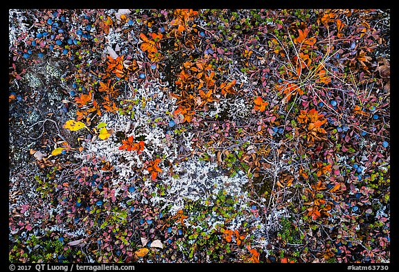 Close-up of berries and lichen. Katmai National Park, Alaska, USA.