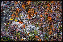 Close-up of berries and lichen. Katmai National Park ( color)