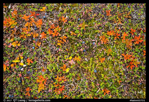 Close-up of tundra with berries in autumn. Katmai National Park, Alaska, USA.