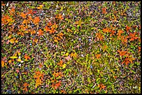 Close-up of tundra with berries in autumn. Katmai National Park ( color)