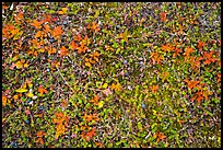 Close-up of tundra with berries in autumn. Katmai National Park, Alaska, USA.