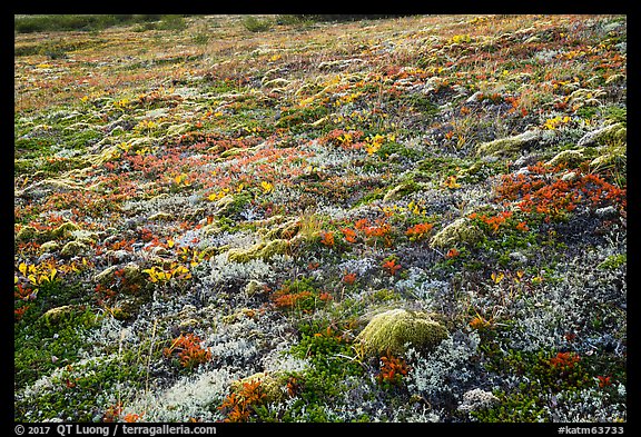 Multicolored tundra in autumn. Katmai National Park (color)