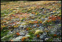 Multicolored tundra in autumn. Katmai National Park ( color)