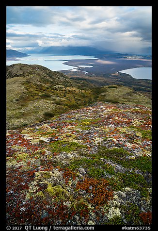 Colorful tundra in the fall above Naknek Lake and Lake Brooks. Katmai National Park (color)