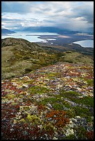 Colorful tundra in the fall above Naknek Lake and Lake Brooks. Katmai National Park ( color)