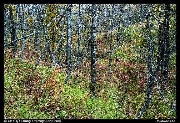 Forest and undergrowth in autumn. Katmai National Park, Alaska, USA.