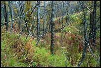 Forest and undergrowth in autumn. Katmai National Park, Alaska, USA.