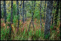 Deciduous forest in autumn. Katmai National Park, Alaska, USA.