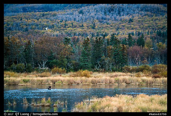 Wetlands and forest with distant bear and seagulls. Katmai National Park (color)