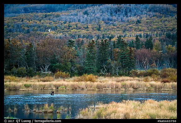 Wetlands and forest with distant bear and seagulls. Katmai National Park, Alaska, USA.