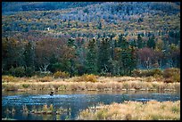 Wetlands and forest with distant bear and seagulls. Katmai National Park, Alaska, USA.