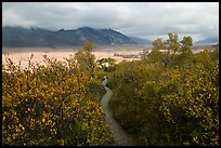 Trail to Valley of Ten Thousand Smokes. Katmai National Park ( color)