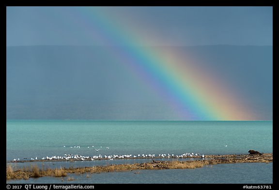 Rainbow, seagulls, and bear, Naknek Lake. Katmai National Park (color)