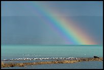 Rainbow, seagulls, and bear, Naknek Lake. Katmai National Park ( color)