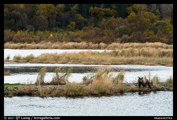 Bear in Brooks River autumn landscape. Katmai National Park, Alaska, USA.