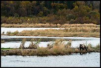 Bear in Brooks River autumn landscape. Katmai National Park, Alaska, USA.