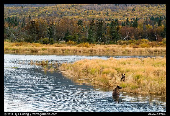 Bears in autumn grasses, Brooks River. Katmai National Park, Alaska, USA.