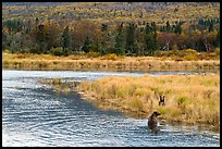 Bears in autumn grasses, Brooks River. Katmai National Park, Alaska, USA.