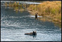 Brown bears swimming, Brooks River. Katmai National Park, Alaska, USA.