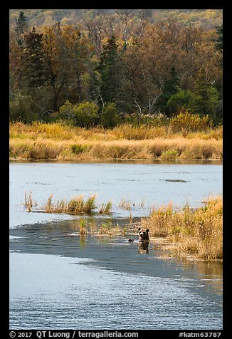 Grizzly bear swimming, Brooks River. Katmai National Park, Alaska, USA.