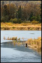 Grizzly bear swimming, Brooks River. Katmai National Park ( color)