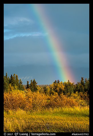 Rainbow over autumn grasses and trees. Katmai National Park (color)