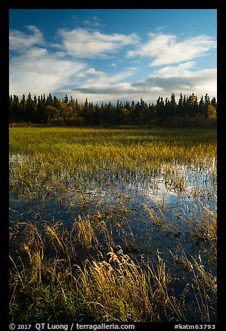 Grasses and pond, Brooks Camp. Katmai National Park, Alaska, USA.