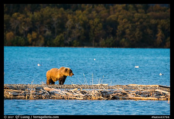 Grizzly bear walking on gravel bar, Naknek Lake. Katmai National Park (color)