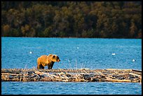 Grizzly bear walking on gravel bar, Naknek Lake. Katmai National Park ( color)