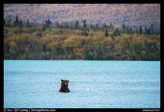 Brown Bear and seagull, Naknek Lake. Katmai National Park (color)