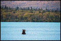 Brown Bear and seagull, Naknek Lake. Katmai National Park ( color)