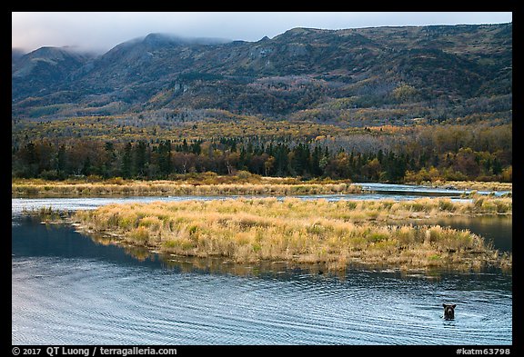 Bear in Brooks River and Dumpling Mountain. Katmai National Park (color)