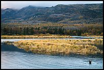 Bear in Brooks River and Dumpling Mountain. Katmai National Park, Alaska, USA.