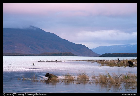 Bears, Naknek Lake, sunset. Katmai National Park (color)