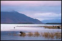 Bears, Naknek Lake, sunset. Katmai National Park ( color)