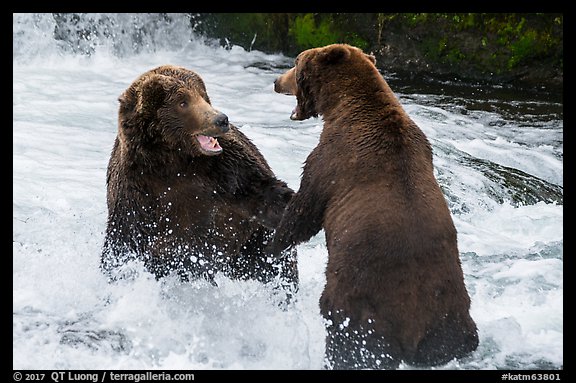 Brown bears fighting, Brooks River. Katmai National Park (color)