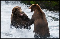 Brown bears fighting, Brooks River. Katmai National Park ( color)