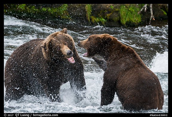 Grizzly bears fighting in Brooks River. Katmai National Park (color)