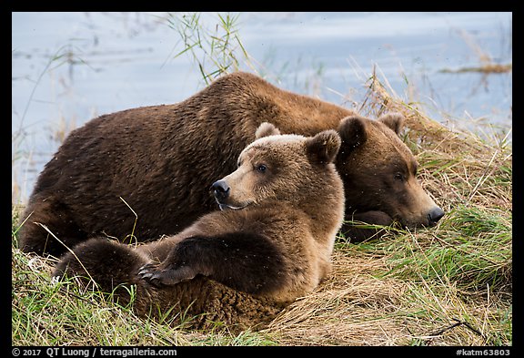 Sow and bear cub sleeping. Katmai National Park (color)