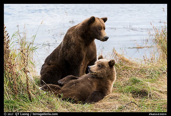 Sow and brown bear cub. Katmai National Park (color)
