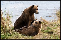 Sow and brown bear cub. Katmai National Park ( color)